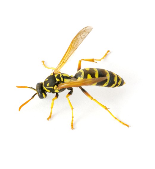 wasp.jpg